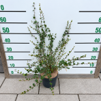 Breza trpasličia (Betula nana) - výška 50-60 cm, kont. C3L